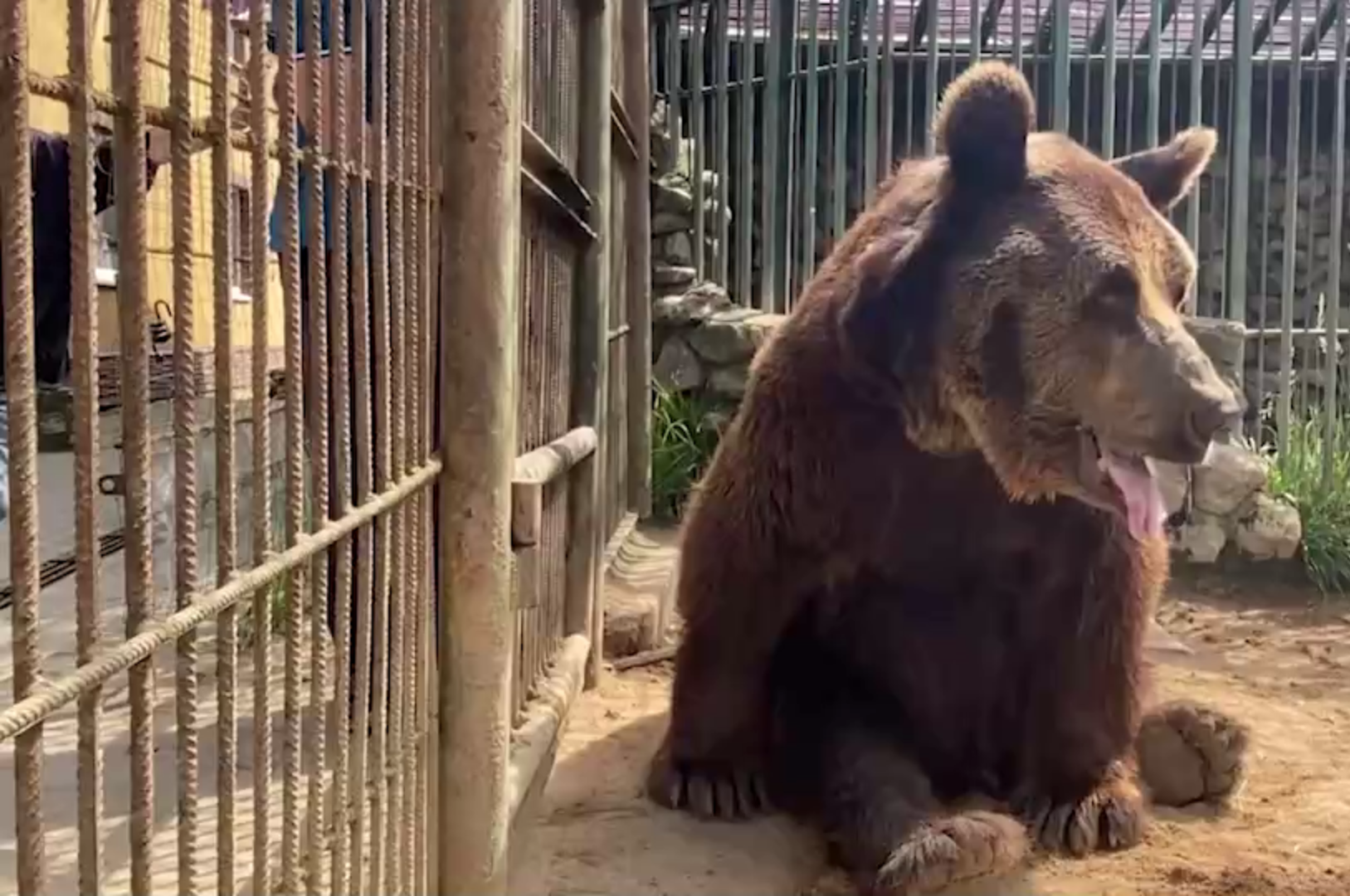 В Вязьме медведь загрыз мужика, который чистил снег на крыше клетки и  провалился